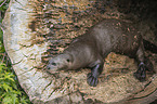 giant otter