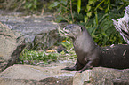 giant otter