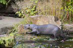 giant otter