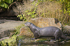 giant otter