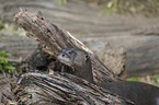 giant otter