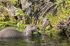 giant otter