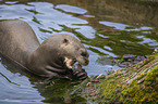 giant otter