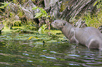 giant otter