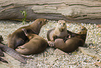 giant otter