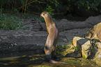 giant otter