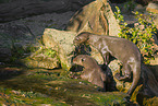 giant otter