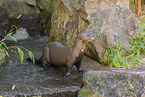 giant otter