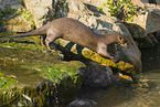 giant otter