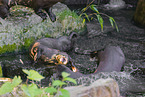 giant otter