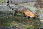 giant otter