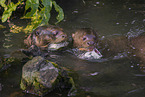 giant otter