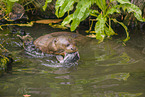 giant otter