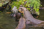 giant otter