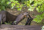 giant otter