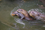 giant otter