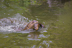 giant otter