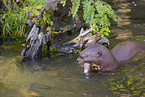 giant otter