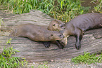 giant otter