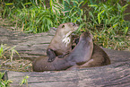 giant otter