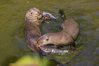 giant otter