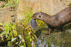 giant otter