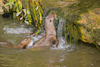 giant otter