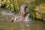 giant otter