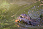 giant otter