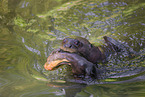 giant otter