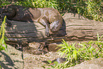 giant otter