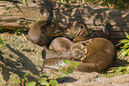 giant otter