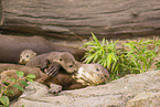 giant otter