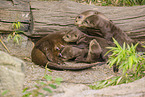 giant otter