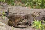 giant otter