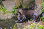 giant otter