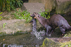 giant otter