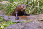 giant otter