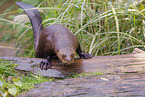 giant otter