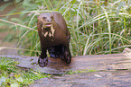 giant otter