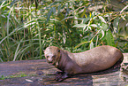 giant otter