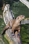 giant otter