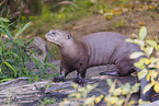 giant otter