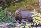 giant otter