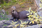 giant otter