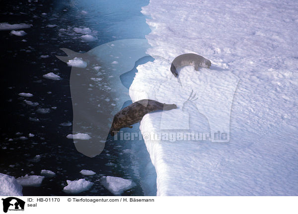 Kegelrobbe / seal / HB-01170