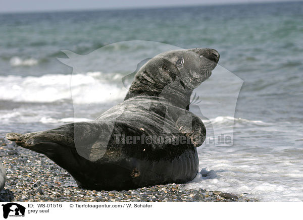 Kegelrobbe liegt am Strand / grey seal / WS-01516