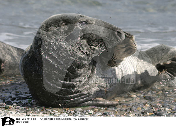Kegelrobbe liegt am Strand / grey seal / WS-01518