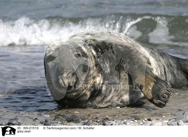 Kegelrobbe liegt am Strand / grey seal / WS-01519