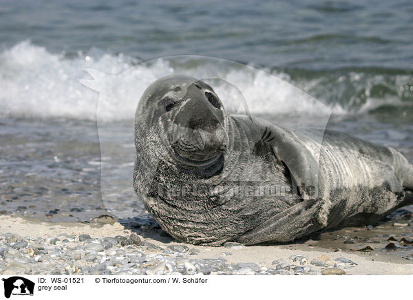 Kegelrobbe liegt am Strand / grey seal / WS-01521